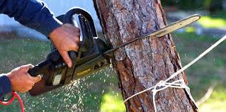 Best Tree Risk Assessment  in Fellsburg, PA