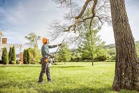 Best Fruit Tree Pruning  in Fellsburg, PA