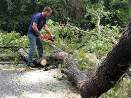 Why Choose Our Tree Removal Services in Fellsburg, PA?