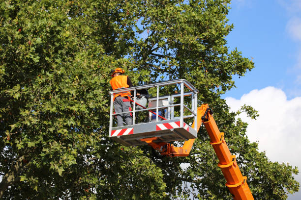 Best Tree and Shrub Care  in Fellsburg, PA