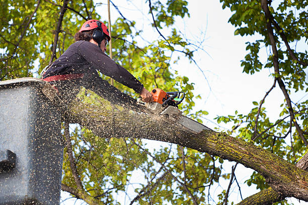 Best Storm Damage Tree Cleanup  in Fellsburg, PA